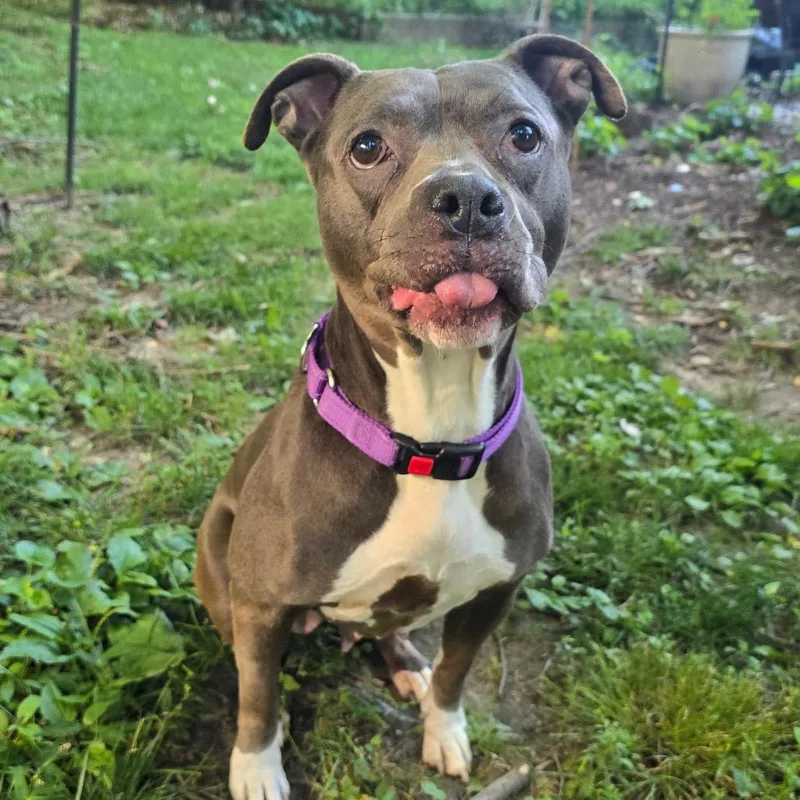 An adult medium-sized female Brown / Chocolate Pit Bull Terrier dog named Angie for adoption in St. Peters, MO