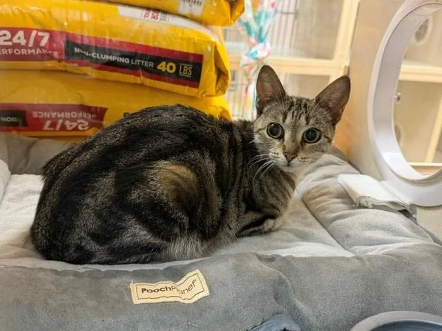 A young small-sized female Domestic Short Hair cat named Peaches for adoption in Fairfield, CA