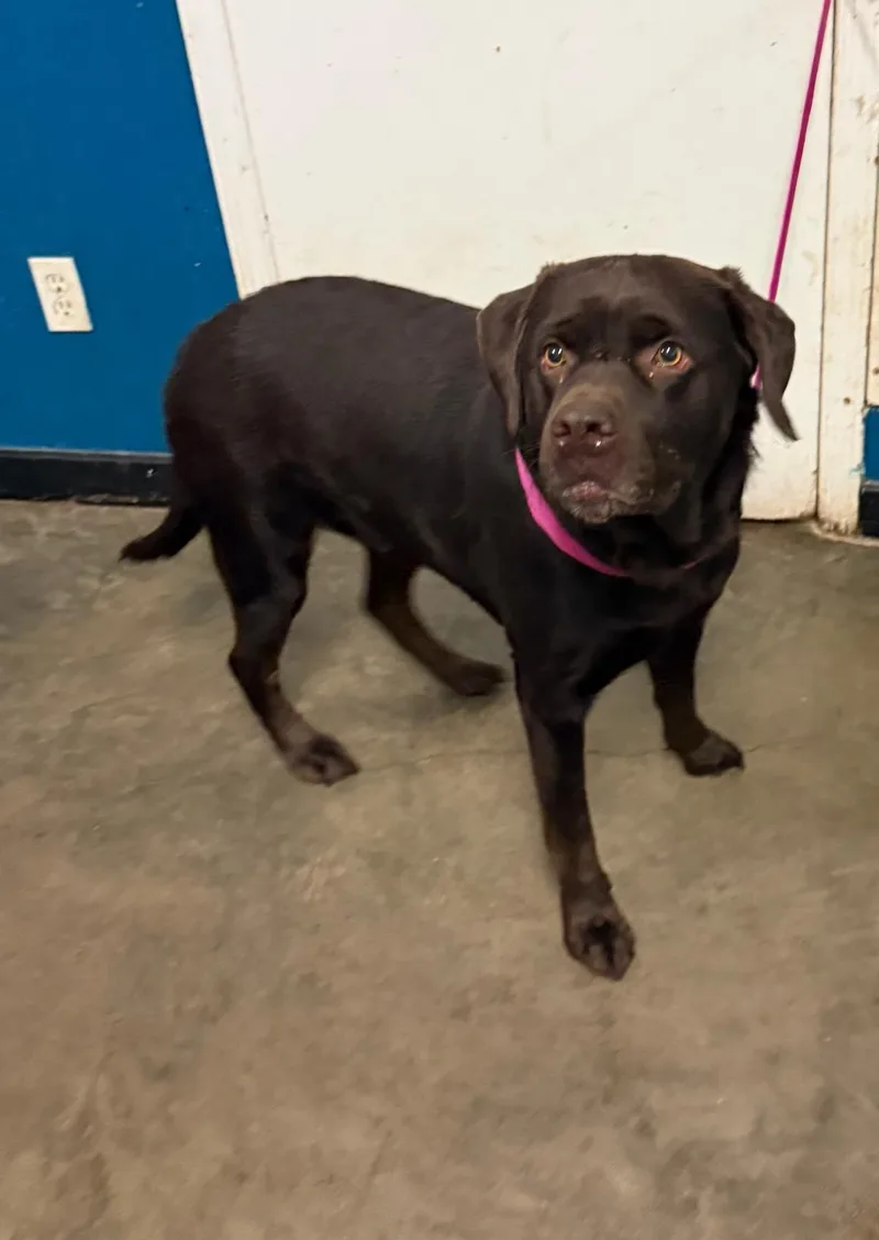 An adult medium-sized male Chocolate Labrador Retriever dog named Ghirardelli for adoption in Ozark, AL