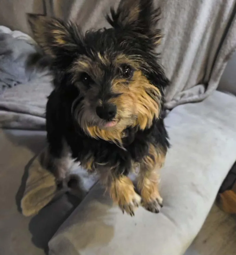 An adult small-sized female Harlequin Terrier dog named Ella for adoption in Uxbridge, MA