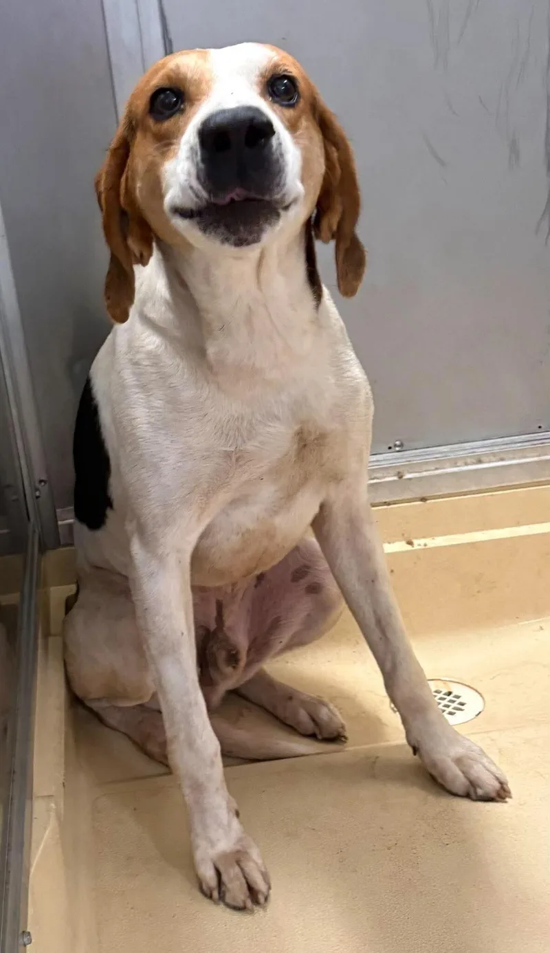 An adult medium-sized male Tricolor (Brown, Black, & White) Treeing Walker Coonhound dog named Humpy for adoption in Burgaw, NC