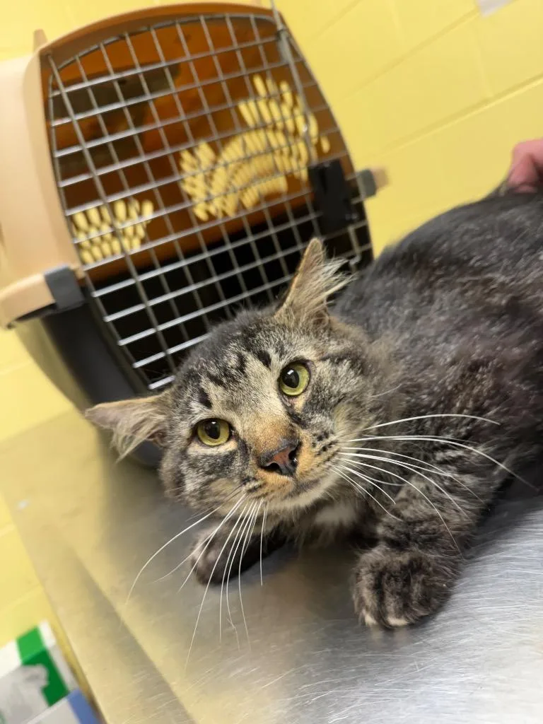 A young small-sized male Domestic Short Hair cat named Bernie for adoption in Crossville, TN