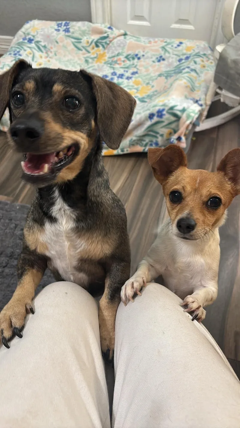 Buddy and Chiquita thumbnail 4