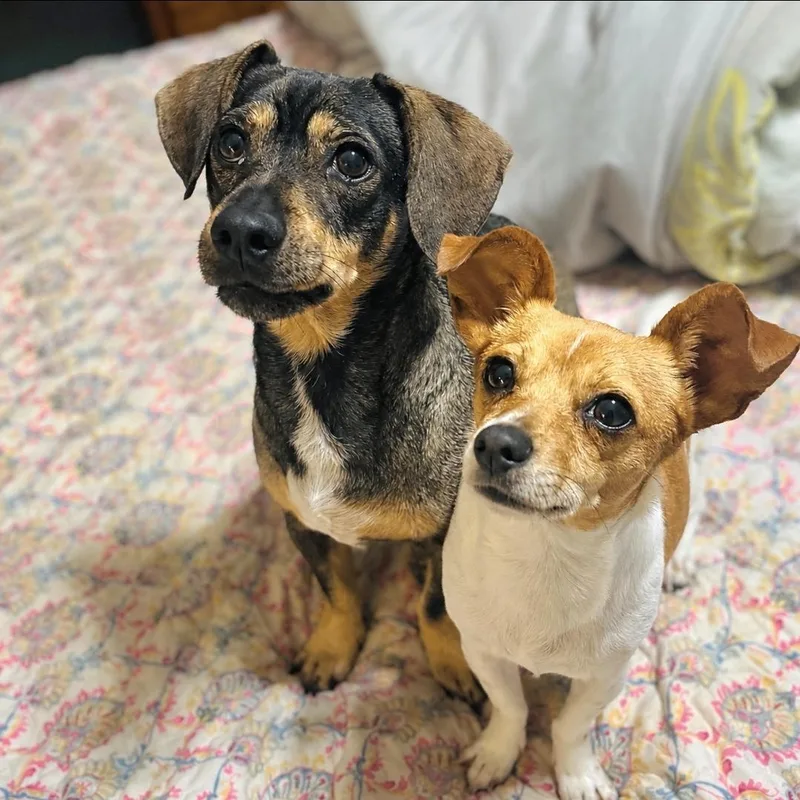 Buddy and Chiquita thumbnail 5
