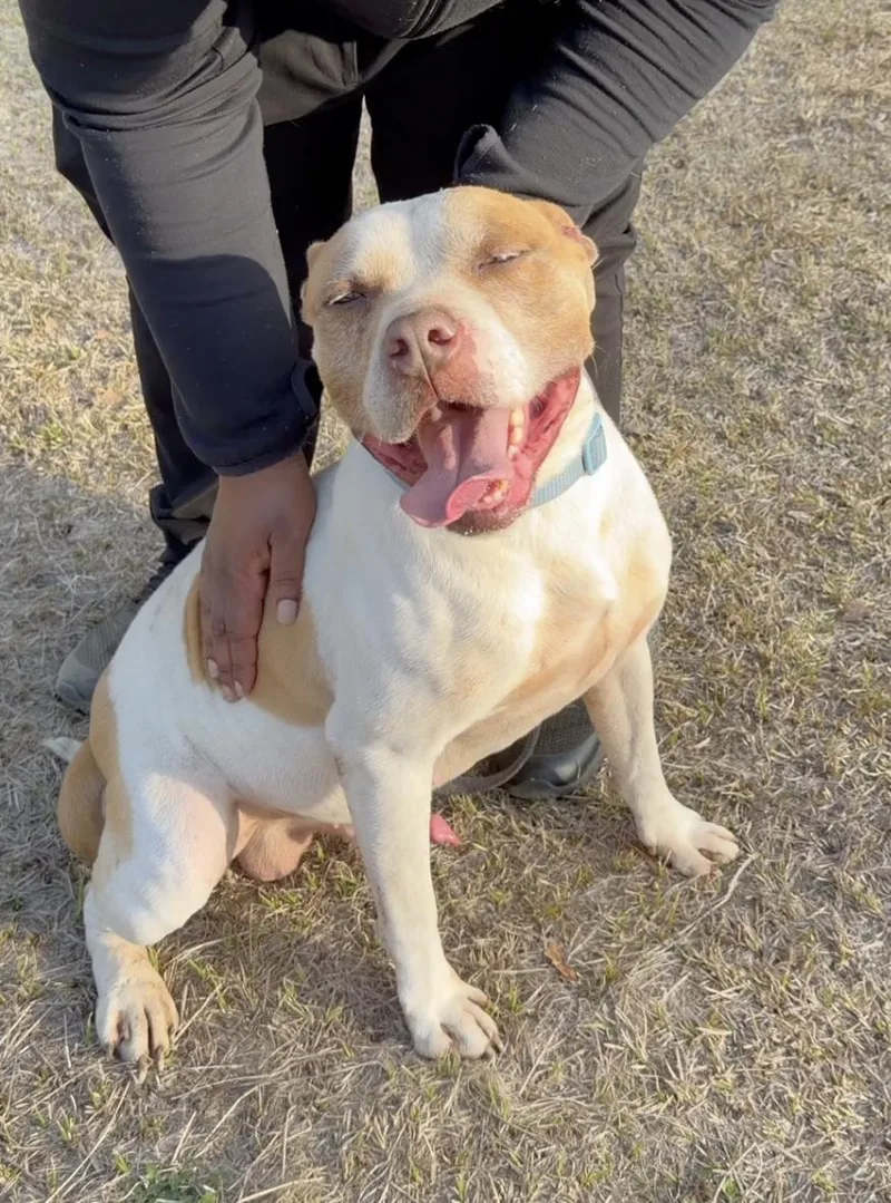 An adult medium-sized male White / Cream Pit Bull Terrier dog named Bently for adoption in Amherst, MA
