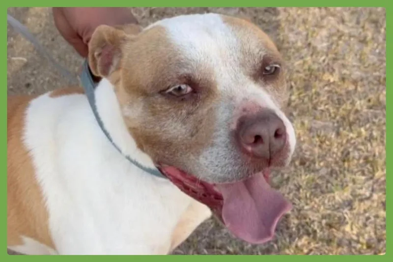 Bently thumbnail 4