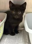 A baby medium-sized male Black Domestic Short Hair cat named Jay for adoption in Heathsville, VA