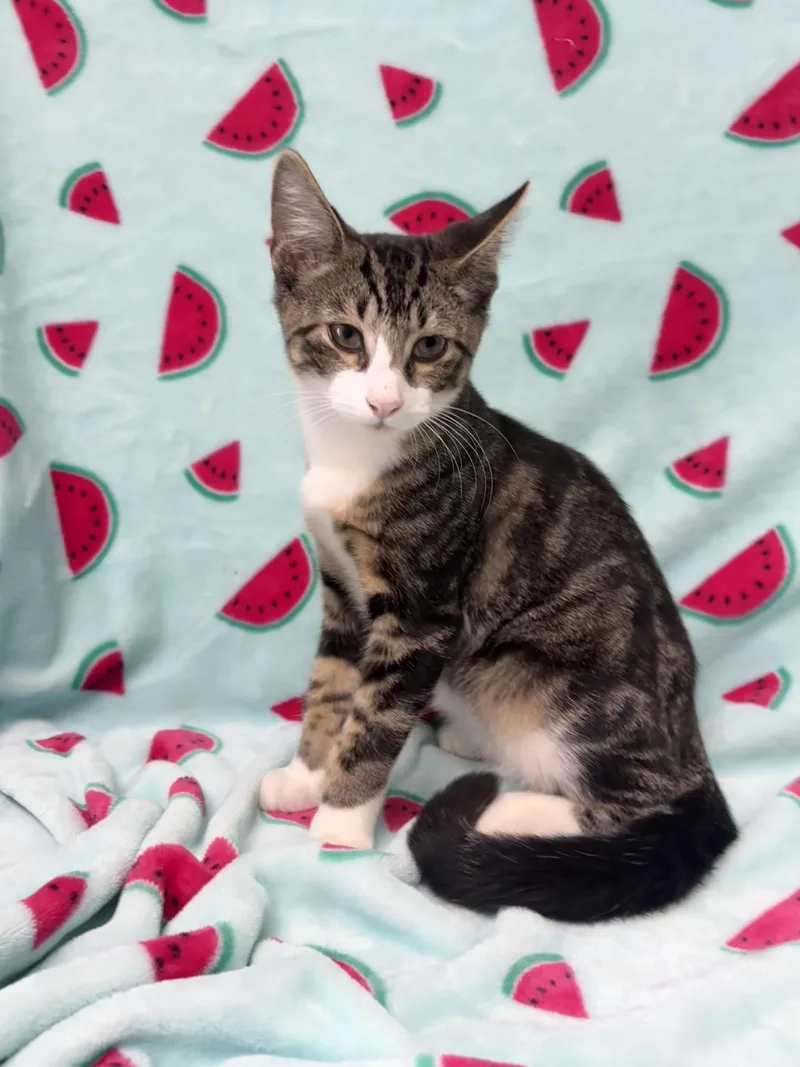 A baby medium-sized male Tabby (Brown / Chocolate) Domestic Short Hair cat named King for adoption in Valdosta, GA
