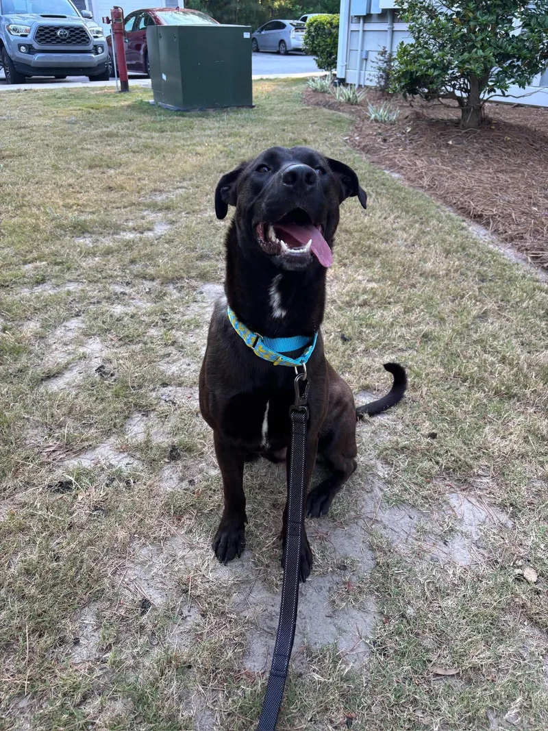 An adult medium-sized male Labrador Retriever dog named Archie for adoption in Mount Pleasant, SC