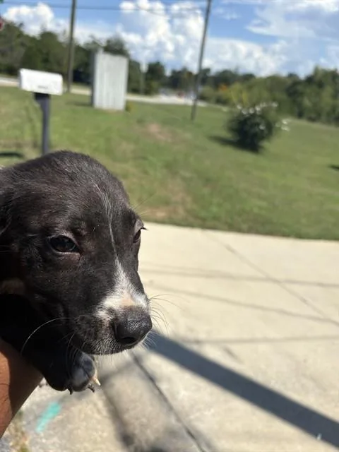 A baby small-sized male Pit Bull Terrier dog named Gordo for adoption in Augusta, GA