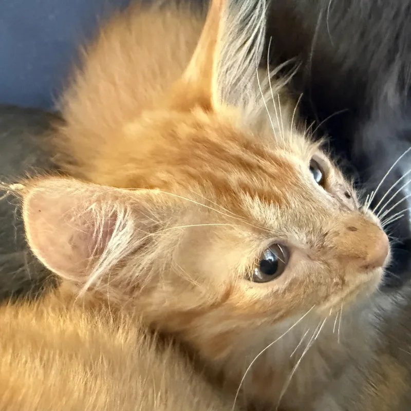 Zorro