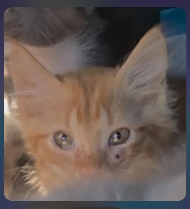 Zorro thumbnail 3