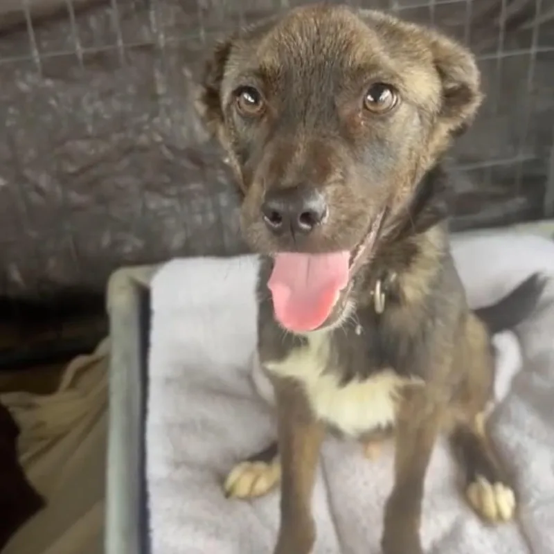 A young small-sized male Brown / Chocolate Terrier dog named Apollo for adoption in West Islip, NY