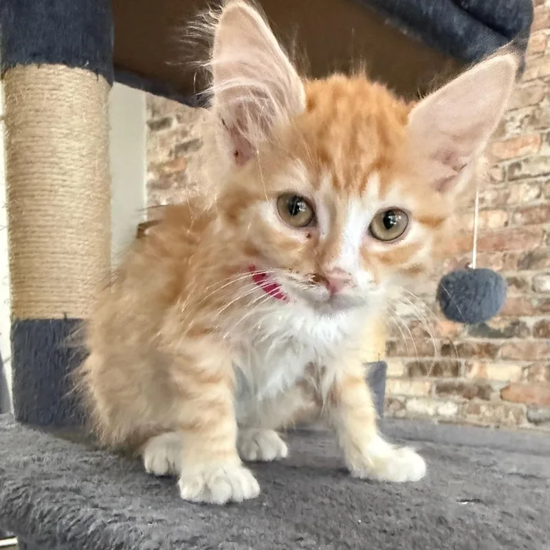A baby small-sized female Orange / Red Domestic Short Hair cat named Chamile for adoption in Prosper, TX
