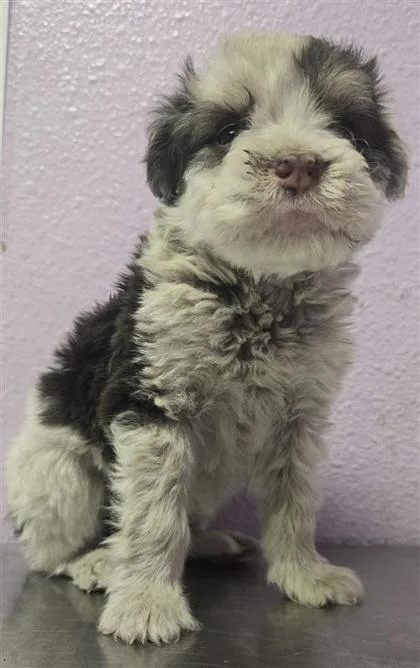 A baby small-sized male White / Cream Mixed Breed dog named 61289949 for adoption in El Paso, TX