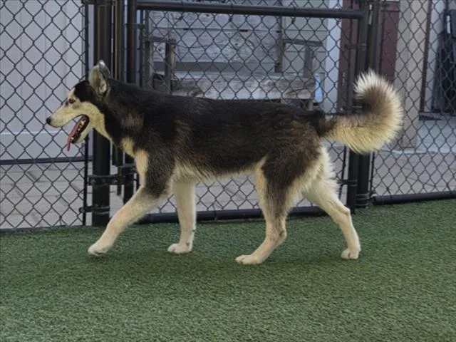 A young small-sized female Siberian Husky dog named Avery for adoption in Norco, CA