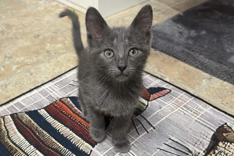 A baby small-sized male Domestic Short Hair cat named Towhee for adoption in Fountain Hills, AZ