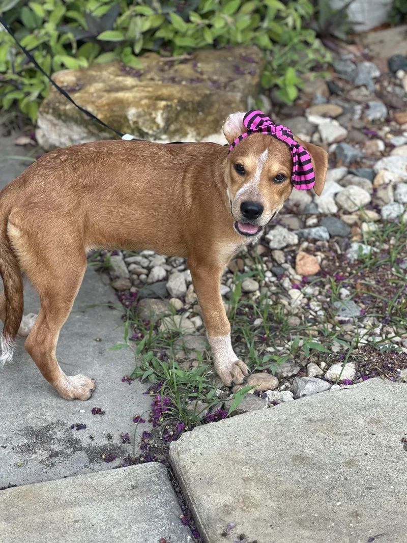 A baby medium-sized female Labrador Retriever dog named Cookie for adoption in San Antonio, TX