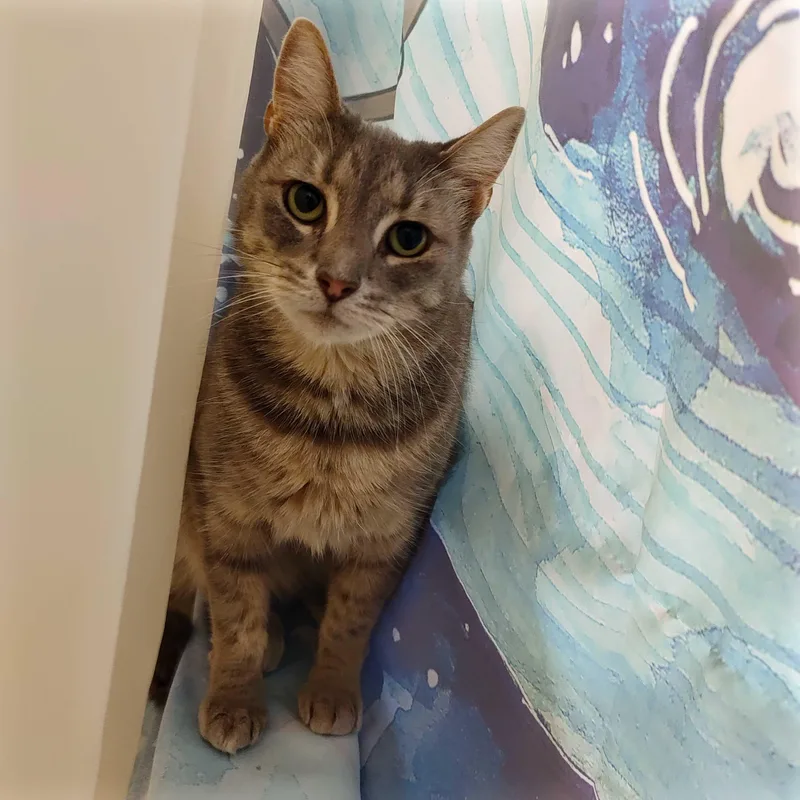 An adult medium-sized female Domestic Short Hair cat named Drexel for adoption in Denver, CO