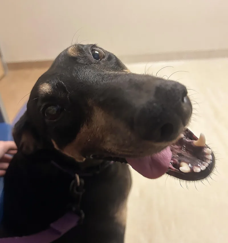An adult medium-sized female Black Doberman Pinscher dog named Lucy for adoption in Silver Spring, MD