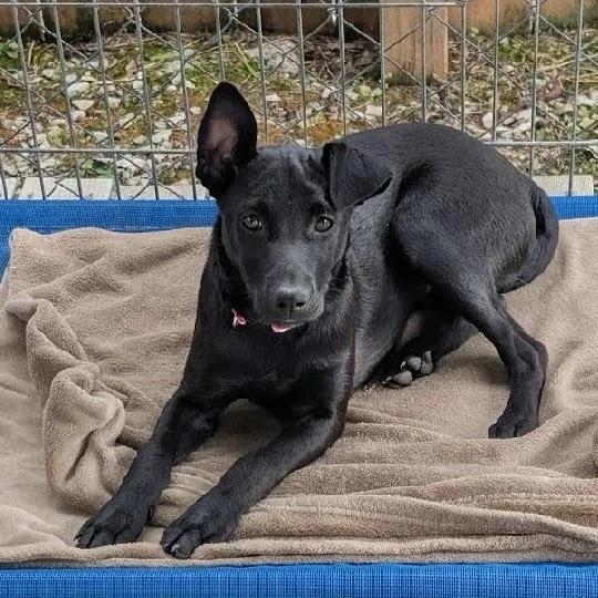 A baby medium-sized female Black Labrador Retriever dog named Jessie for adoption in Scottsburg, IN