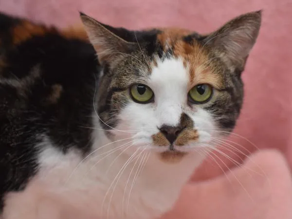 A senior medium-sized female Domestic Short Hair cat named Athena for adoption in Portland, OR