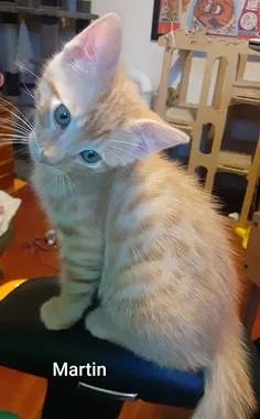 A baby medium-sized male Tabby (Orange / Red) Domestic Medium Hair cat named Martin for adoption in North Highlands, CA