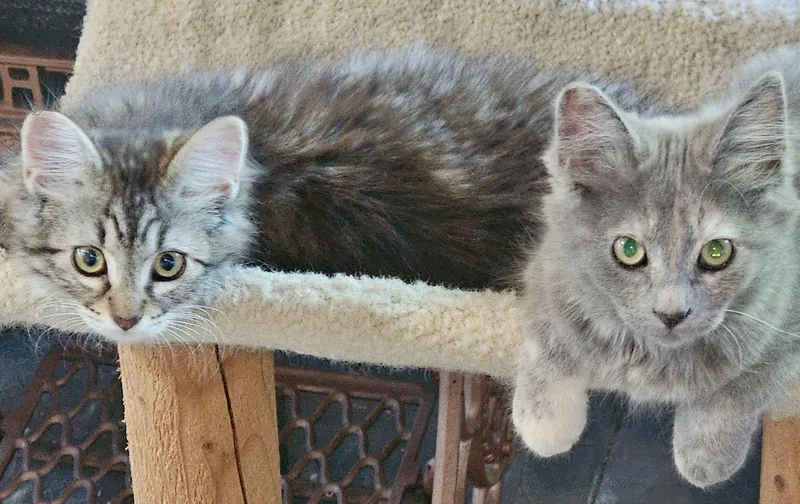 Bootsy & Mocha thumbnail 4