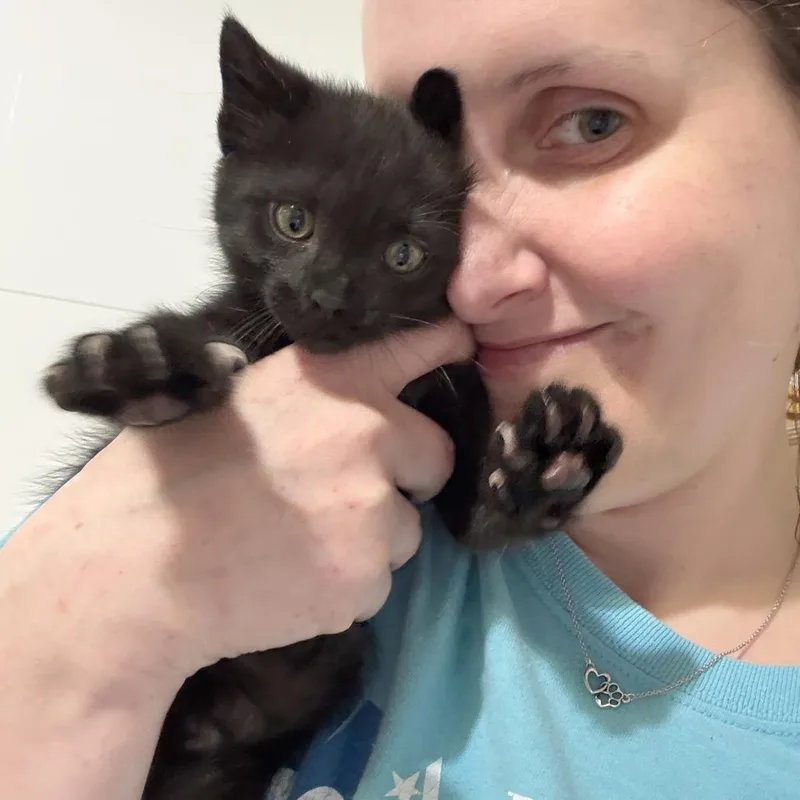 A baby medium-sized male Black Domestic Medium Hair cat named Asteroid Destroyer for adoption in Houston, TX
