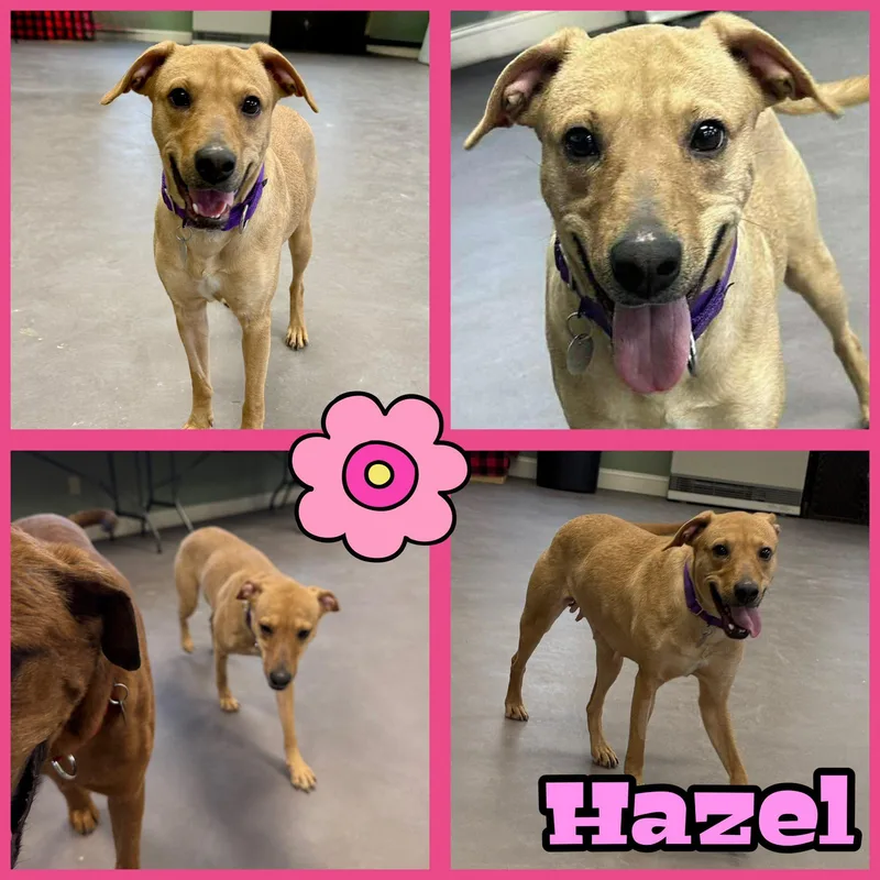 An adult medium-sized female Labrador Retriever dog named Hazel And Emmie for adoption in Springfield, VT