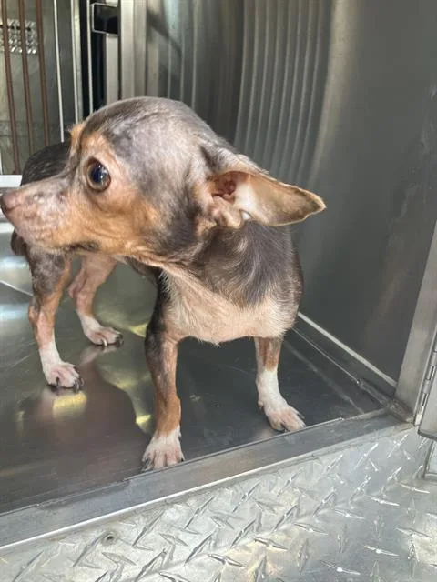A young small-sized female Mixed Breed dog named Mocha for adoption in Dallas, TX