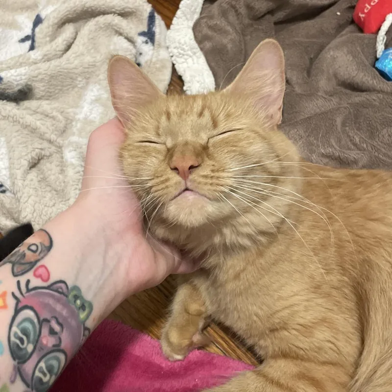 A young medium-sized female Orange / Red Domestic Long Hair cat named Peach for adoption in Springfield, MA