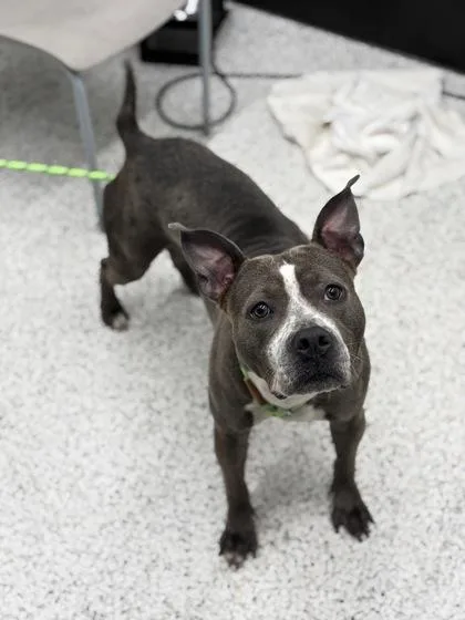 An adult medium-sized female Mixed Breed dog named Anastasia for adoption in Atlanta, GA
