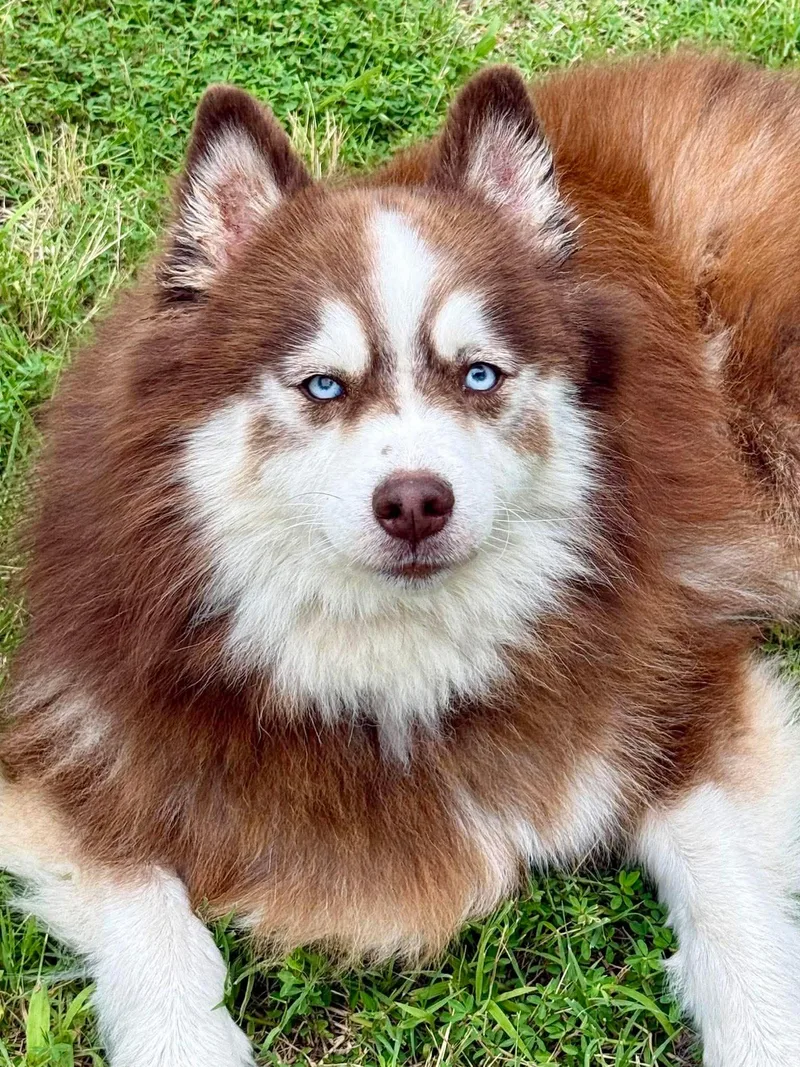 An adult medium-sized male Red / Chestnut / Orange Pomsky dog named Remus for adoption in Kiowa, OK