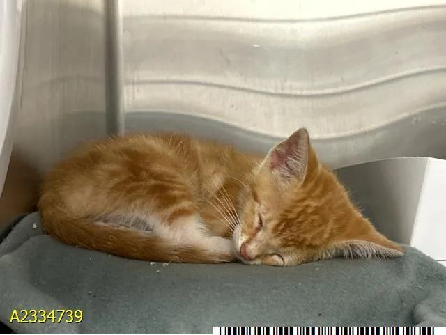 A baby small-sized male Domestic Short Hair cat named Jeremy for adoption in West Palm Beach, FL