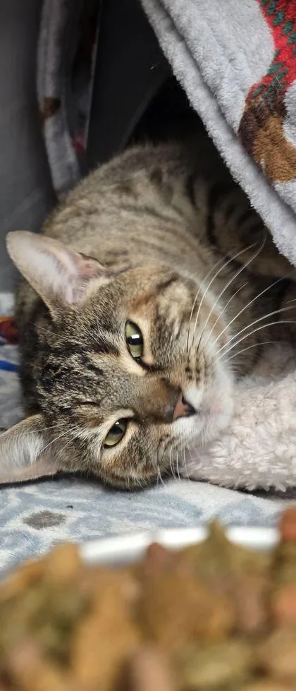 An adult medium-sized female Domestic Short Hair cat named Mika for adoption in Shawano, WI