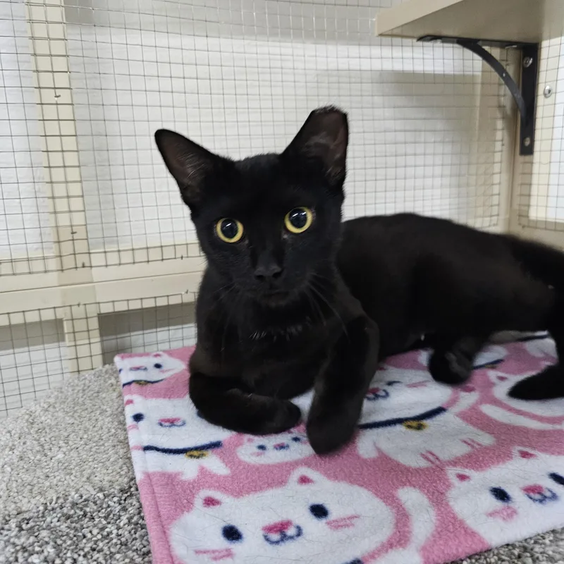 A young medium-sized female Black Domestic Short Hair cat named Pandora for adoption in Toledo, OH