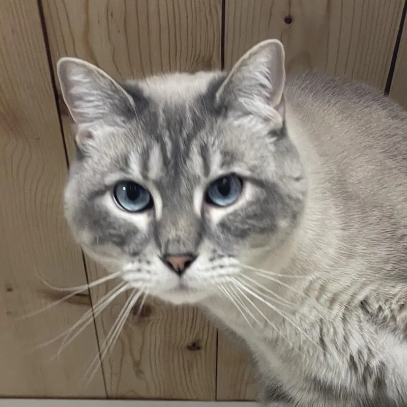 An adult small-sized male Gray / Blue / Silver Siamese cat named Itachi for adoption in Prescott, AZ