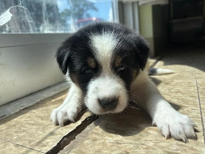 A young medium-sized male Tricolor (Brown, Black, & White) Mixed Breed dog named Swiss for adoption in Warren, PA