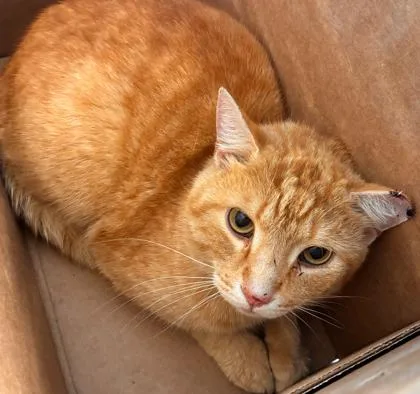An adult medium-sized male Domestic Short Hair cat named Santiago for adoption in West Chester, PA