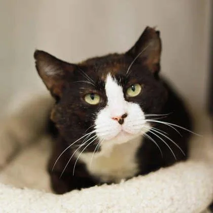 An adult small-sized male White Domestic Short Hair cat named Burt for adoption in Atlanta, GA