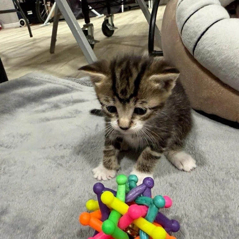 A baby small-sized female Brown / Chocolate Domestic Short Hair cat named Honeybee for adoption in East Hanover, NJ