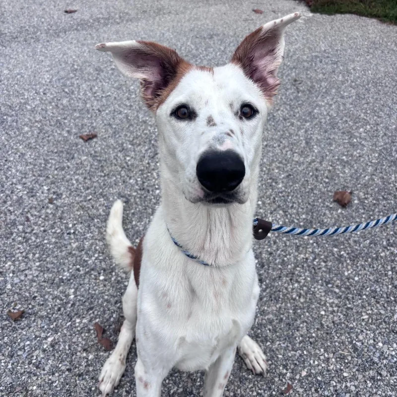 An adult medium-sized male Greyhound dog named Waffles for adoption in York, PA