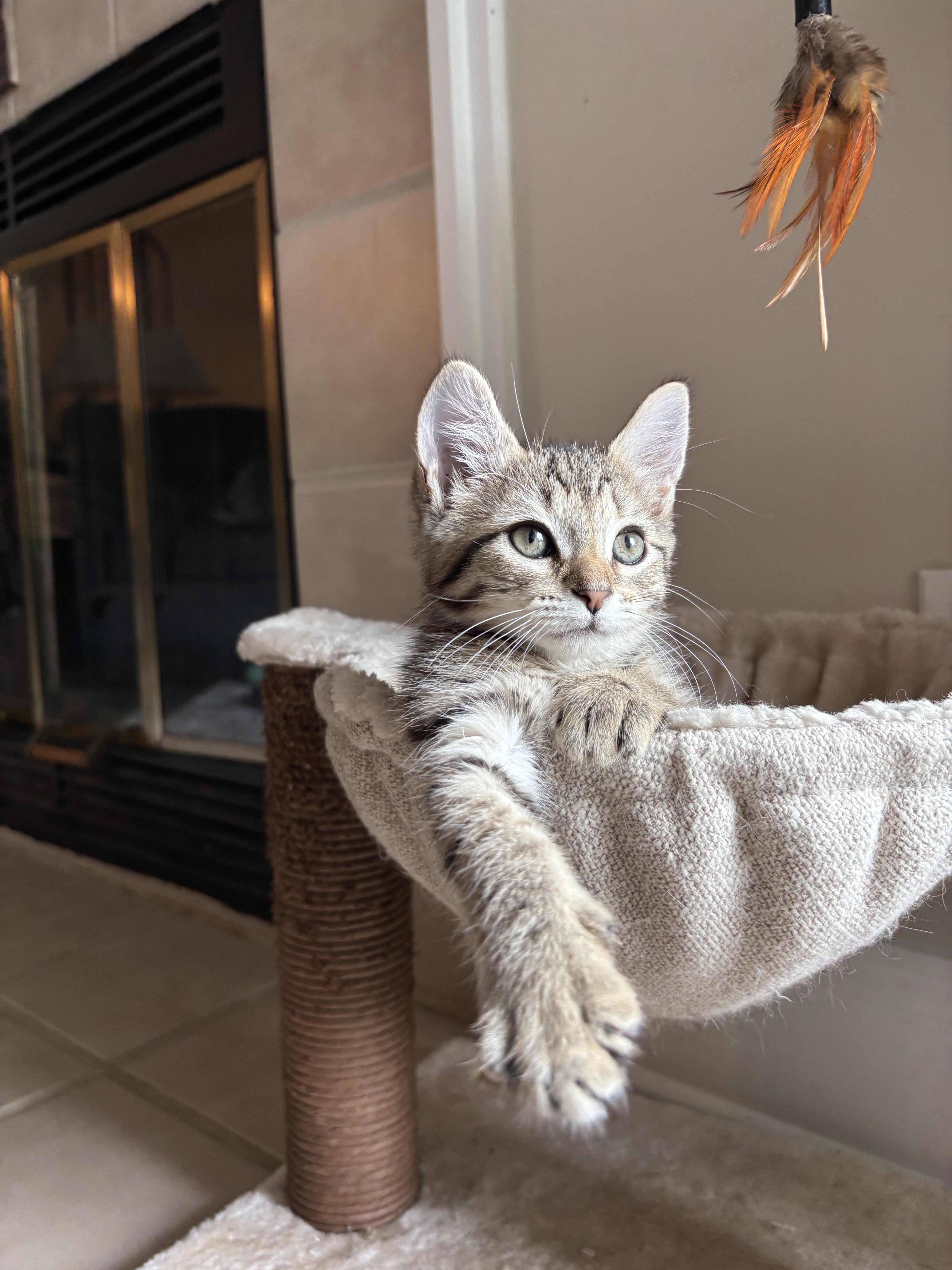 A baby small-sized female Domestic Short Hair cat named Icy for adoption in Davidson, NC