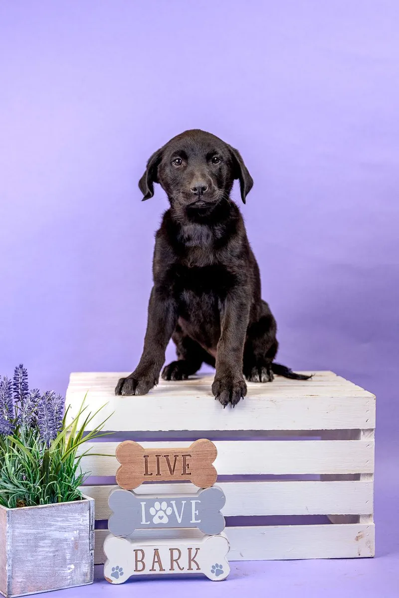 A baby medium-sized female Labrador Retriever dog named 403-26 for adoption in Brighton, CO
