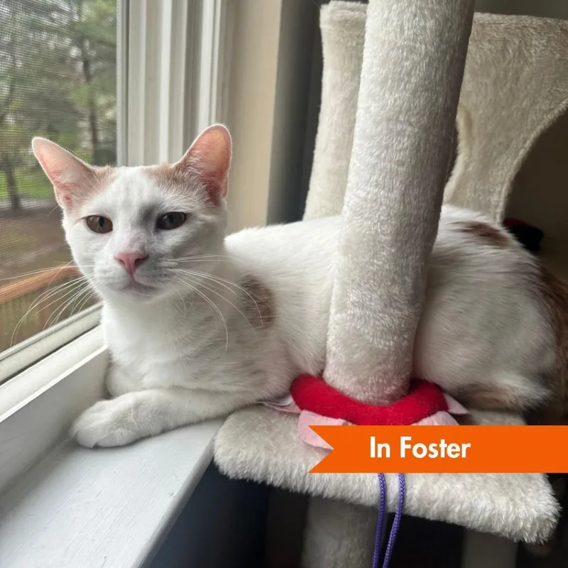 A young medium-sized male White Domestic Short Hair cat named Sumo for adoption in Baltimore, MD