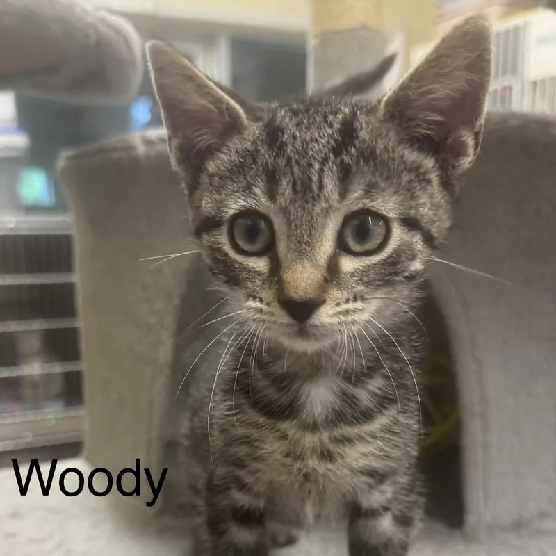 Woody