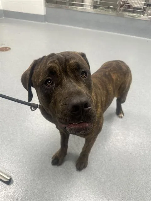 A young large-sized male Cane Corso dog named Gummy for adoption in Indianapolis, IN