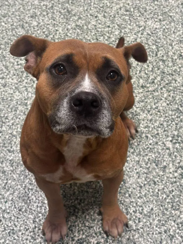 An adult medium-sized female Pit Bull Terrier dog named Chanel for adoption in Salisbury, NC