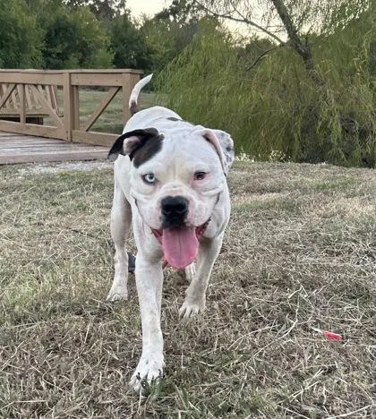 A young medium-sized male American Bulldog dog named Charlie for adoption in Yellville, AR